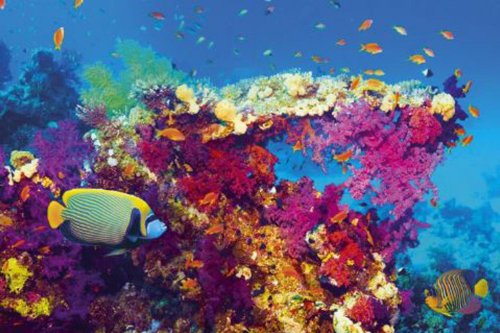 1art1 Empire 330970 Sea Life - Fish and Coral - Wasserwelten Poster Plakat - 91.5 x 61 cm