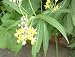 50 Silky Gold Asclepias Curassavica Seeds