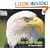 The Bald Eagle (Welcome Books)
