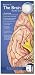 Anatomical Chart Company's Illustrated Pocket Anatomy: Anatomy of the Brain Study Guide (Illustrated Pocket Anatomy)