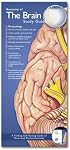 Anatomical Chart Company's Illustrated Pocket Anatomy: Anatomy of the Brain Study Guide (Illustrated Pocket Anatomy)
