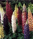 Lupine Russell's Hybrid Mix Perennial - 8 Plants