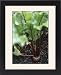 Framed Prints of Beetroot (Beta vulgaris Bolthardy) from Science Photo Library