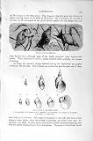 Natural History 1896 Genus Limnaea Pond-Snail Molluscs