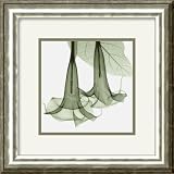 Datura Framed Art Print by Steven N. Meyers,15.1 x 15.1 Framed
