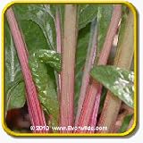 Swiss Chard Seeds - 'Flamingo' Vegetable Seed Packet ... thumbnail