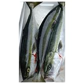 【鮮度抜群】山陰沖産　お刺身天然ハマチ（ツバス）　３本入　２～３キロ　生