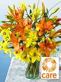 CARE Asiatic Lilies