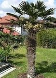 Eigenschaften tropical.garden  / Wagners Hanfpalme - Trachycarpus wagnerianus  3K