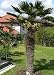 Wagners Hanfpalme - Trachycarpus wagnerianus  3K