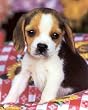 Cutest Baby Beagle Puppy dog Art Print POSTER RARE - 13x19