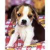 Cutest baby Beagle Puppy