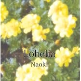 Lobelia