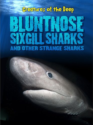 bluntnose sixgill sharks and other strange sharks creatures of the deep