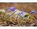 Photographic Prints of Lady Lochs Glory of the snows - endemic bulb in the Troodos from Ardea Wildlife Pets