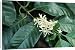 Canvas Prints of Cmb-909 Blossoms Of Coffee Plant from Ardea Wildlife Pets