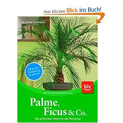 Palme, Ficus und Co: Die sch�nsten Arten f�r die Wohnung