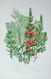 C1870 Anne Pratt Plants Loosestripe Perslane Tamarisk