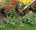 WOLF-Garten multi-change Soil Rake DSM 19