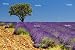 'Lavender Field With A Tree, Provence, France' Wall Decal - 24