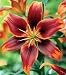 'Forever Susan' Asiatic Lily 3 Bulbs 14/16 cm - Crimson & Gold 'Forever Susan' Asiatic Lily 3 Bulbs 14/16 cm - Crimson & Gold