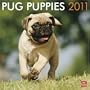 Pug Puppies 2011 Square 12X12 Wall Calendar