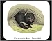 Decorated Mouse Pad with devil, large, rodent, harrisi, sarcophilus, tasmanian, harri...