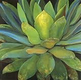 Agave,39.4 in. x 39.4 in.