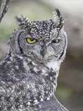 IMAGE OF Spotted Eagle Owl, Kgalagadi Transfrontier Park, South Africa Photographic Poster Print by James Hager, 18x24
