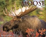 Moose 2013 Wall Calendar