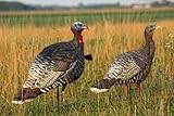 Wildly Accurate Color Scheme & Life Like Look Merriam's Turkey Decoy