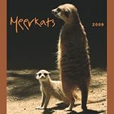 Meerkats 2009 Square Wall Calendar