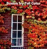 1 Boston Red Sox Ivy Plant -Parthenocissus-Climbs Walls