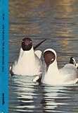 The Black Headed Gull