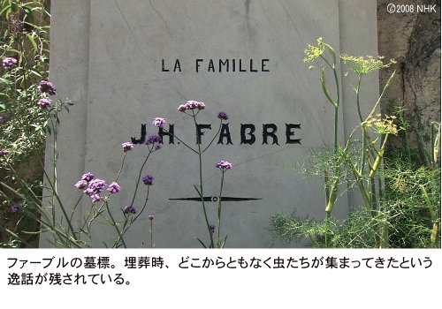 Cover image : ファーブル昆虫記 南仏・愛しき小宇宙 DVD-BOX