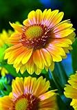 Amazon / Hirts: Seed; Perennial: Arizona Apricot Blanket Flower 25 Seeds - Gaillardia