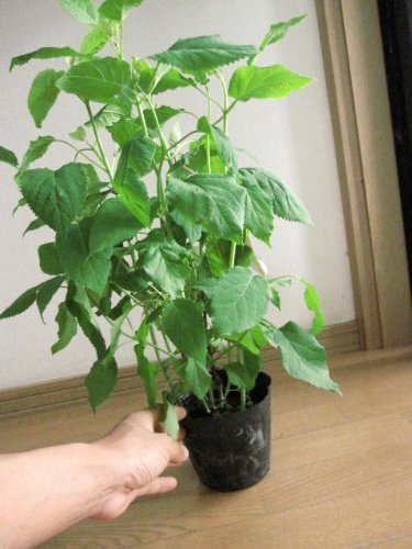 は 绿から少しずつ 白く そして 又 绿色に 花の