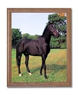 Western Rodeo Cowboy Stallion Horse Animal Home Decor Wall Picture Oak Framed Art Print