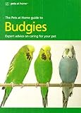 A quick-n-easy guide to keeping budgies
