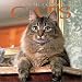 maine_coon33maine coon - Maine Coon Cats 2002 Wall Calendar