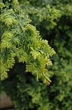 Amazon / Hirts: Bonsai: Golden Fern Hinoki Cypress - Chamaecyparis - Potted - Outdoors or Bonsai