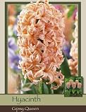 Hyacinth Gipsy Queen