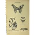 BOMBYCIDAE c1890 SILK WORM MOTH LARVAE LIME TREE PRINT