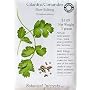 Organic Cilantro Seeds