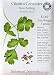 Outdoor Living : Organic Cilantro Seeds