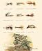 Fly Fishing by Terri Blehm. Size 12.82 inches width by 2.22 inches height. High Quality Art Poster Print