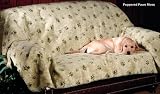 Furniture Throw Extended Sofa Color: Peppered Paws Moss 510NEbLvTnL. SL160 Furniture Throw Extended Sofa Color: Peppered Paws Moss