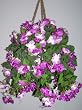 Medium Impatiens Hanging Basket (lavender)
