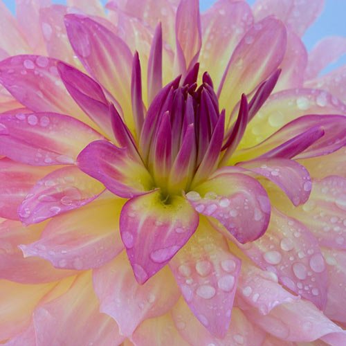 'Crazy Love' Semi-Dinnerplate Dahlia - 2 Tubers 'Crazy Love' Semi-Dinnerplate Dahlia - 2 Tubers