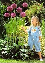 Gladiator Flowering Onion Allium 1 Bulb- Deer Proof!